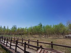 -西青郊野公园