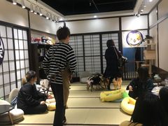 -逗柴咖啡屋·狗咖猫咖宠物桌游