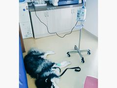 -芭比堂动物医院·犬猫全科·异宠专科(雁塔分院)