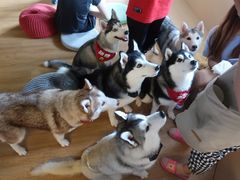 -Husky Go! 哈士奇体验馆·宠物咖啡厅狗咖