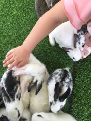 点击看大图 -萌宠亲子动物乐园(槐房万达店)