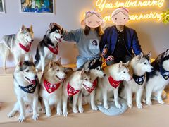 -Husky Go! 哈士奇体验馆·宠物咖啡厅狗咖