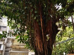 -东山茶寮(新安店)