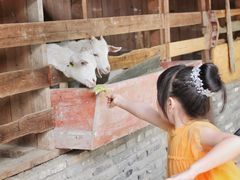 -前小桔亲子创意农场·草莓采摘·露营烧烤