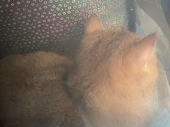 -爱洗澡的猫(天河路店)