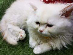 -艾贝尔宠物医院·24H转诊中心·肿瘤猫专科(江宁双龙店)