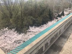 -武汉大学-樱园