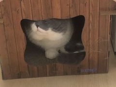 -守诺宠物医院·眼科· 特色牙科·异宠专科(虹口店)