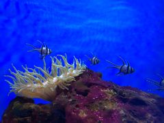 -芜湖新华联大白鲸海洋公园