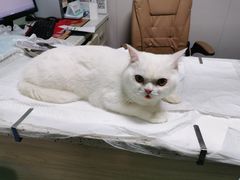 -半岛宠物医院24小时(科华中路店)
