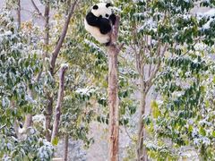 -卧龙中华大熊猫苑神树坪基地