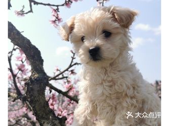 无聊的我居然把我家狗狗睡觉的模样录了下来，很搞笑