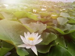 -天津东丽湖风景区