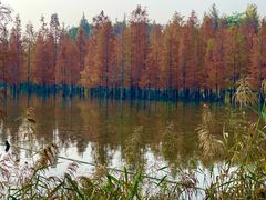 -白鹭湾湿地公园