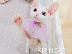 -十年猫舍·猫咪专门店(普陀店)