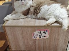 -藏猫猫咖啡主题馆(中央大道店)