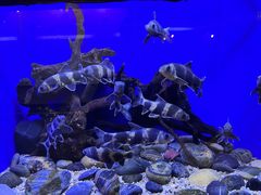 -上海海洋水族馆