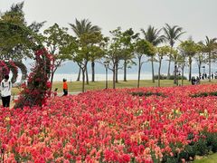 -野狸岛