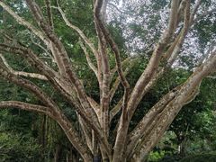 -中国科学院西双版纳热带植物园