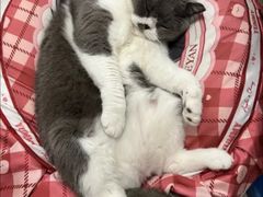 -御宝贝·A梦猫科宠物医院(国际猫友好医院)