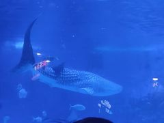 -烟台海昌鲸鲨海洋公园