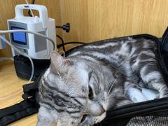 -美联众合动物医院·24h京西诊疗中心