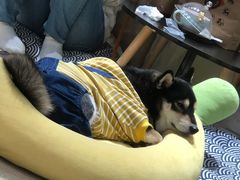 -逗柴咖啡屋·狗咖猫咖宠物桌游