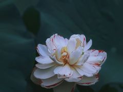 -陈家山荷花公园