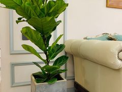 -秦美花卉(天朗·莱茵小城2期店)