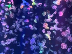 -海合安成都极地海洋公园
