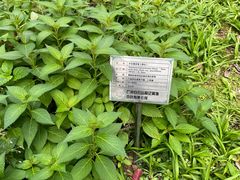 -广州神农草堂中医药博物馆