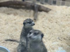 -上海大自然野生昆虫馆(东方明珠·爬宠昆虫探索中心)