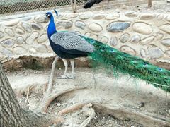 -燕塞湖鸟语林景区