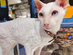 -猫小院猫主题餐厅(南锣旗舰店)
