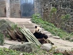 -都江堰中华大熊猫苑