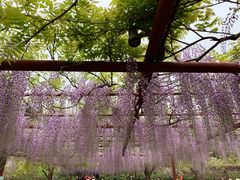 -嘉定紫藤园