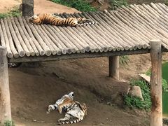 -西霞口神雕山野生动物世界