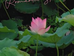 -李小龙乐园(顺德均安店)