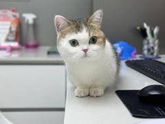 -momokira米努特·德文卷毛猫·棉花面纱犬