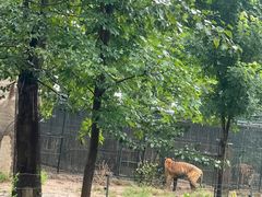 -秦皇岛野生动物园