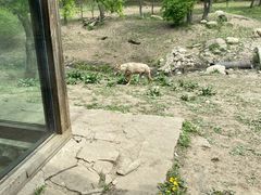 -沈阳森林动物园