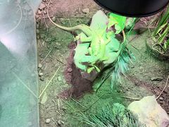 -上海大自然野生昆虫馆(东方明珠·爬宠昆虫探索中心)