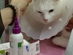 -北京观赏动物医院·24小时大型综合·猫专科·异宠专科