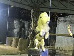 -清迈夜间动物园