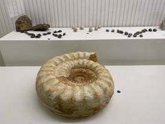 -青岛贝壳博物馆