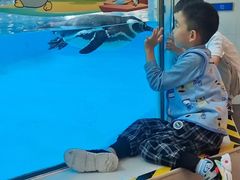 -帝企鹅自助餐厅•儿童岛•真企鹅(长隆企鹅酒店)