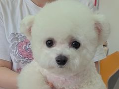-翊宠yipet猫狗购宠庄园