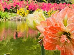 -深圳仙湖植物园