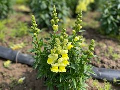 -春花秋色城市公园