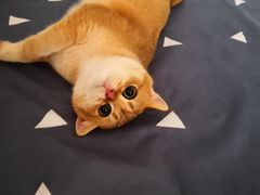 -东方名猫馆·英短金渐层布偶猫舍(环线广场1号楼店)